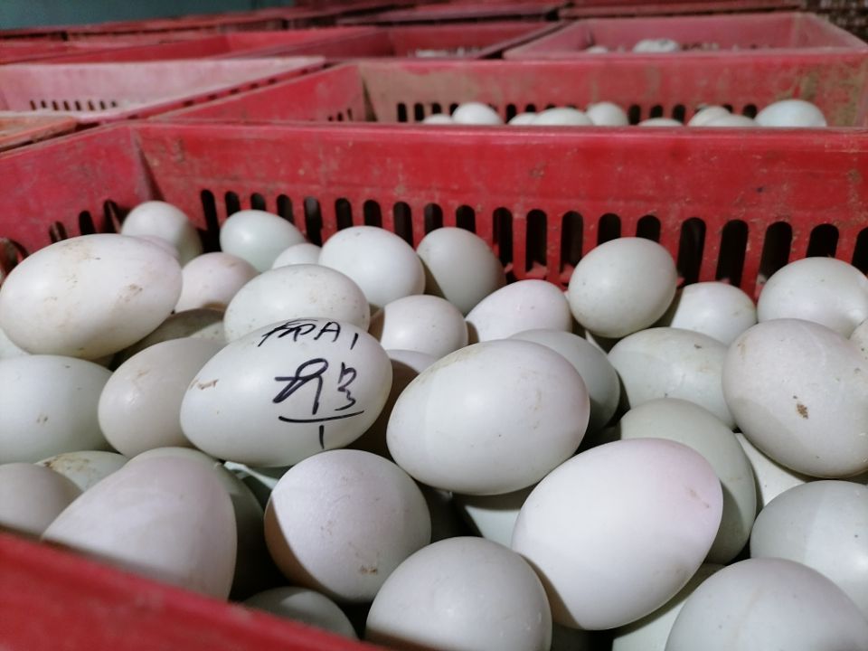 回味源咸蛋黃：影響月餅蛋黃出油效果的3個因素你都知道嗎？(圖2)